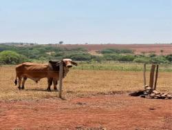 Sítio para Venda em Rincão - 4